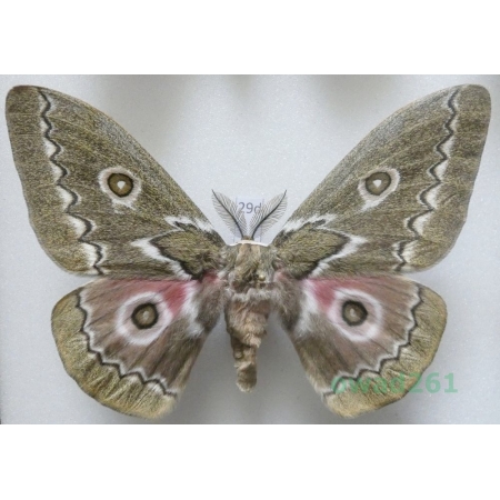 Gonimbrasia tyrrhea (Cramer, 1775) male ex. ovo South Africa 102mm29d
